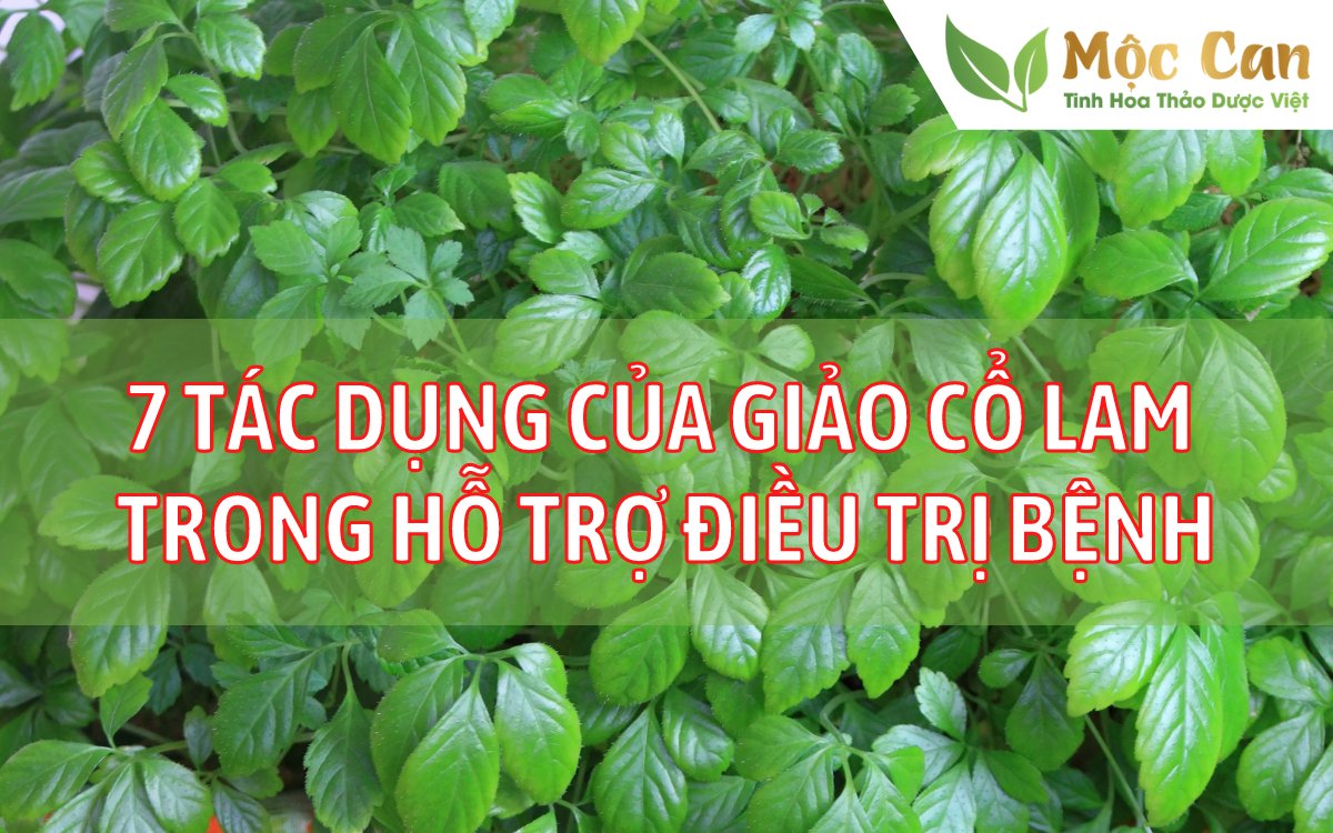 7 Tác dụng của giảo cổ lam trong hỗ trợ điều trị bệnh 1